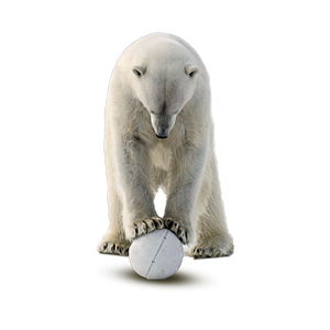 Polar white bear PNG-23525